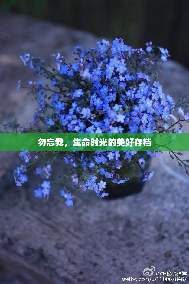 勿忘我，生命时光的美好存档