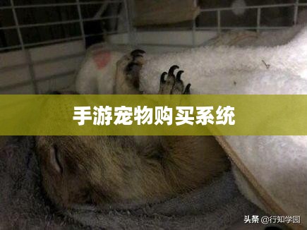手游中宠物购买系统，一种游戏内互动体验的新趋势