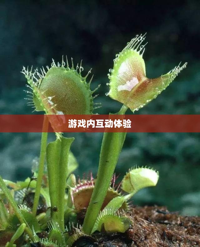 手游中宠物购买系统,一种游戏内互动体验的新趋势 手游中宠物购买系统,一种游戏内互动体验的新趋势