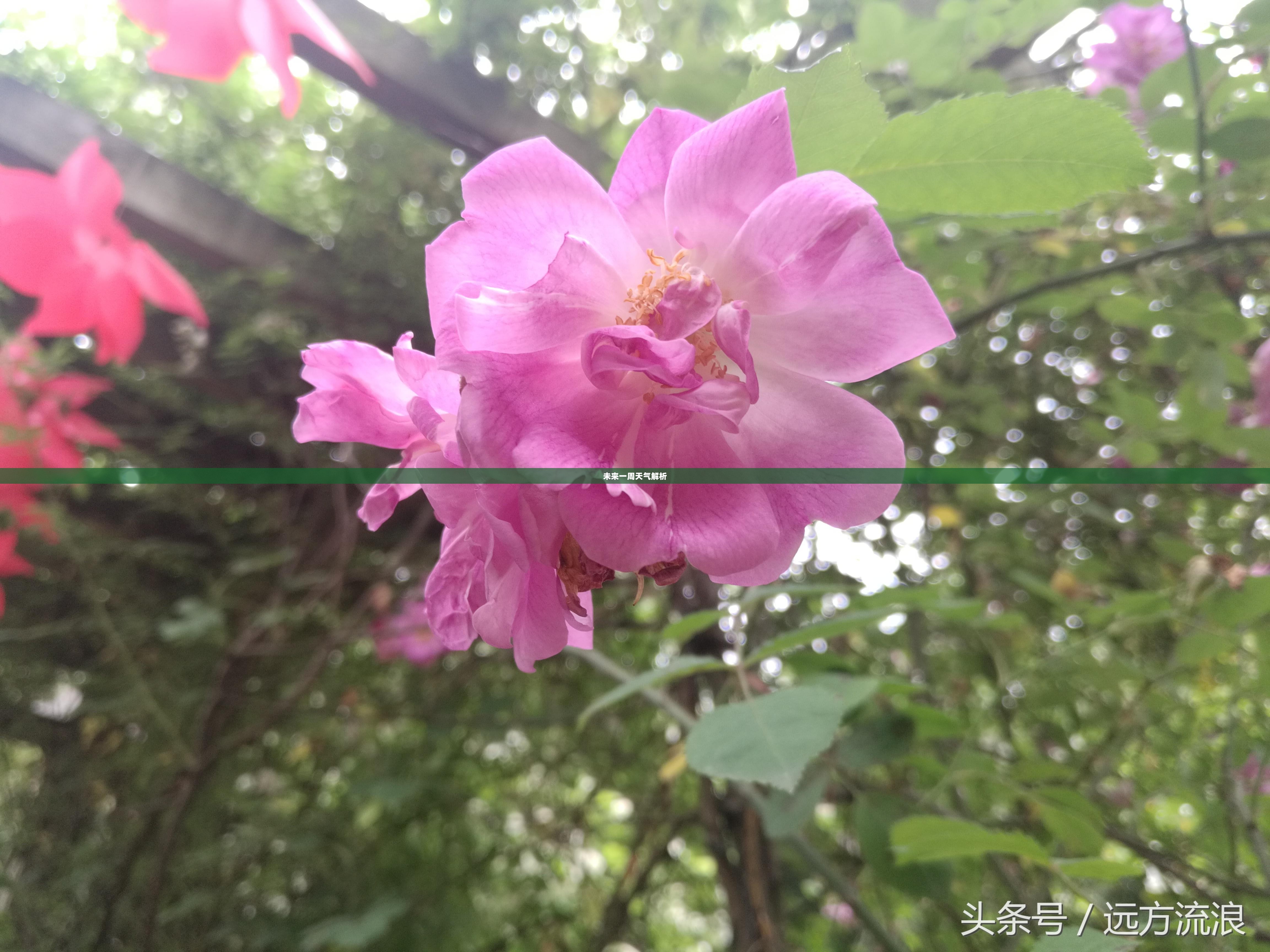 南昌未来一周天气预报全面解析