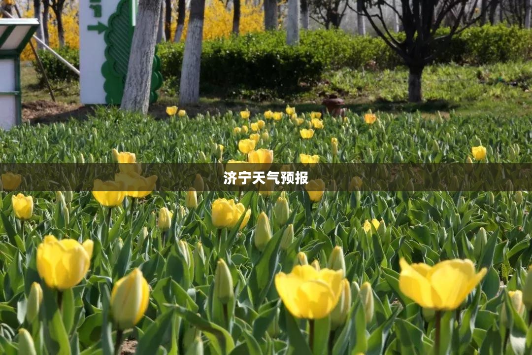济宁未来15天天气预报分析与查询结果