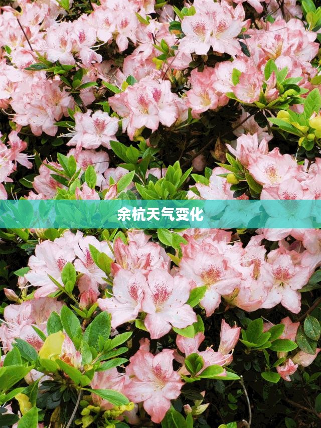 余杭一个月天气变化及体验分享 余杭一个月天气变化及体验分享