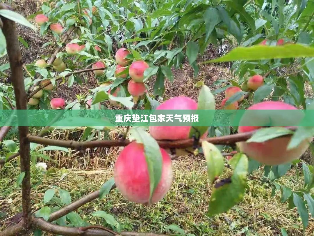 重庆垫江包家一周天气预报详细解析