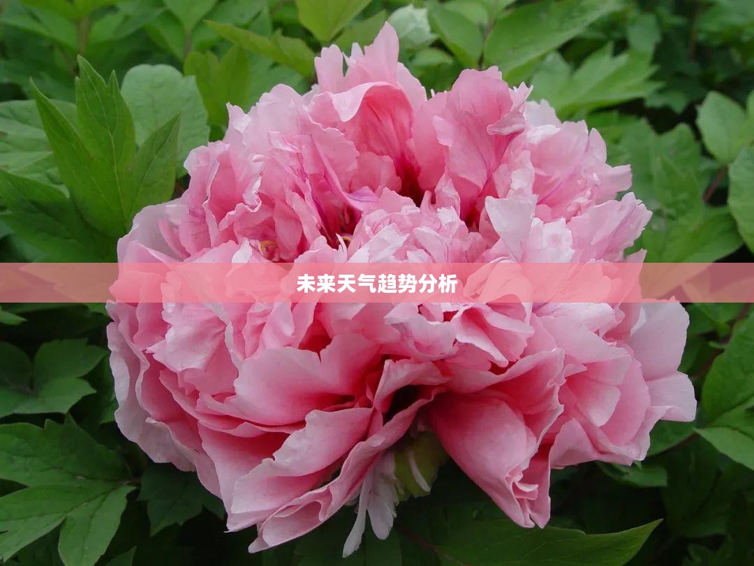 菏泽牡丹区未来15天天气预报及气象趋势分析