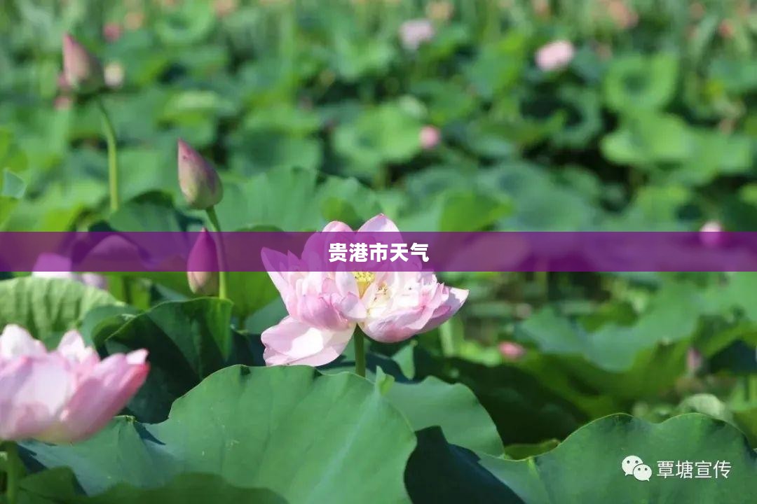 贵港市未来15天天气预报概览