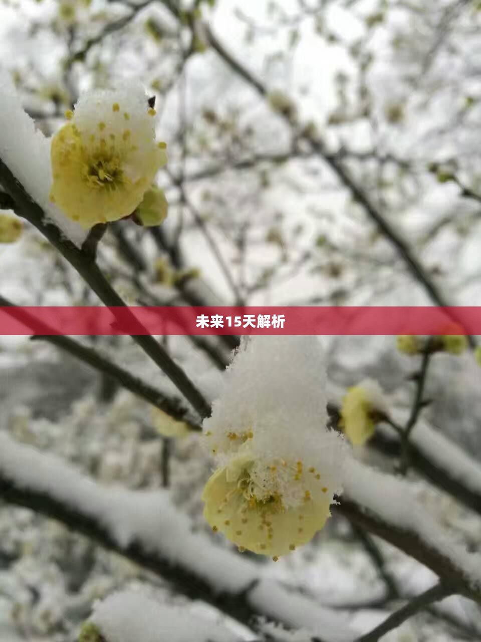商洛区未来15天天气预报解析
