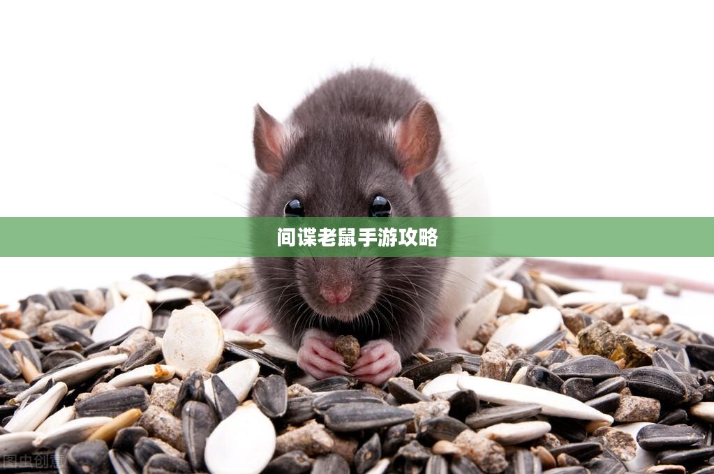 间谍老鼠手游攻略详解与游戏技巧分享,玩转间谍老鼠手游! 间谍老鼠手游攻略详解与游戏技巧分享,玩转间谍老鼠手游!