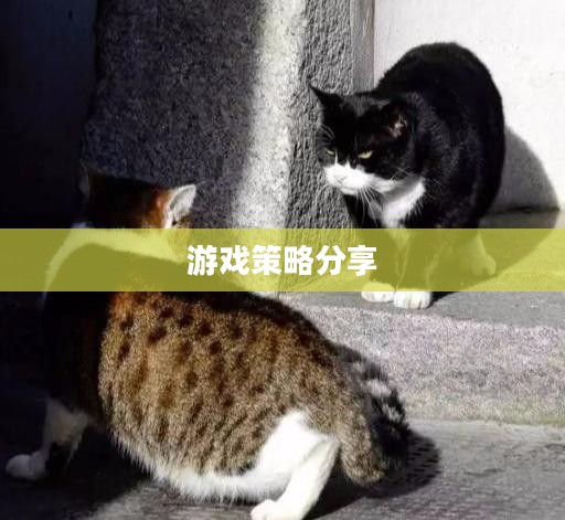 间谍老鼠手游攻略详解与游戏策略分享,玩转间谍老鼠手游! 间谍老鼠手游攻略详解与游戏策略分享,玩转间谍老鼠手游!