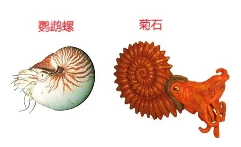 菊石，历经三次大灭绝与恐龙共命运的神秘生物