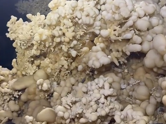 贵州深山发现千年地下水晶宫，石钟乳惊艳亮相