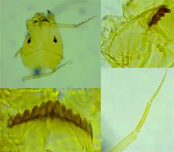 上海发现未知神秘生物，官方回应与研究必要性探讨