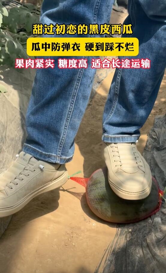 新品种西瓜皮硬到180斤大汉踩不烂:适合长途运输