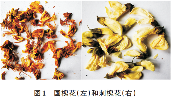 洋槐花营养丰富又鲜美:现在不吃错过再等一年!