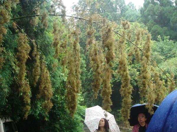 日本罕见竹子开花结果，百年难遇的后果超乎想象