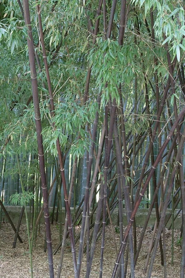 这种日本竹子生长120年才开花:结果会比想象得还严重