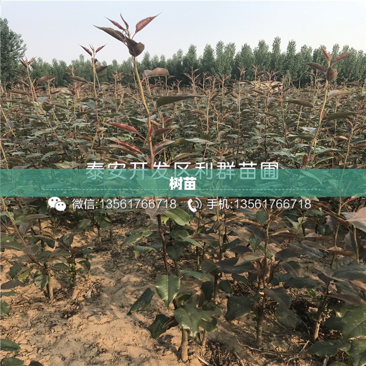 树苗龟，微小生命揭示生态守护的启示