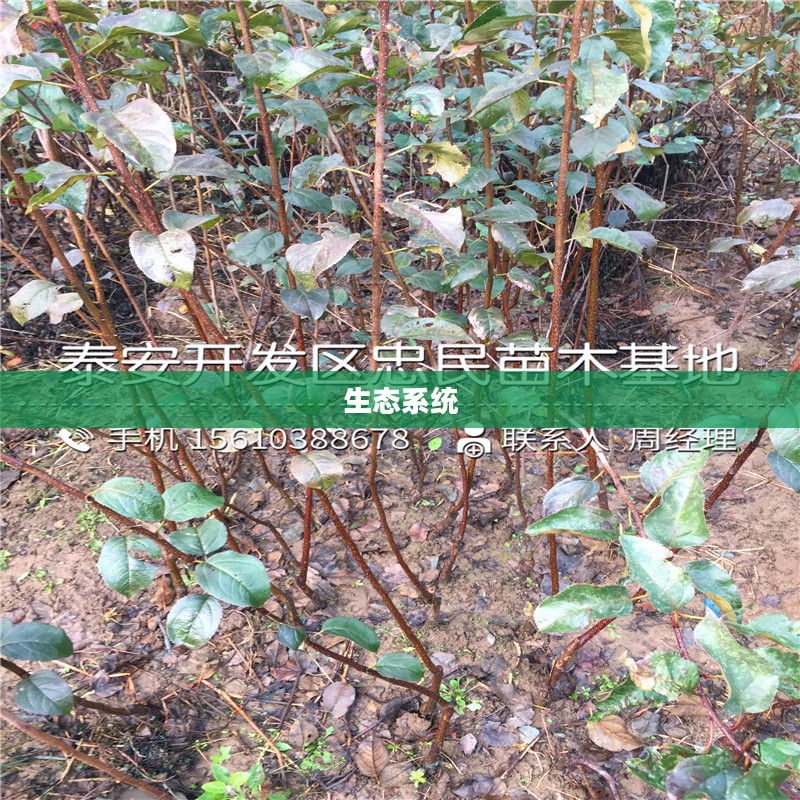 树苗龟,微小生命背后的生态守护启示 树苗龟,微小生命背后的生态守护启示