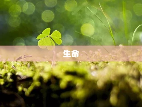 透景生命接受华创证券等机构调研，探讨未来发展前景