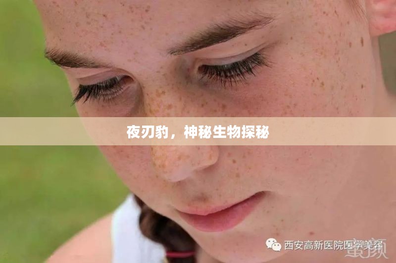 夜刃豹,神秘生物探秘 夜刃豹,神秘生物探秘