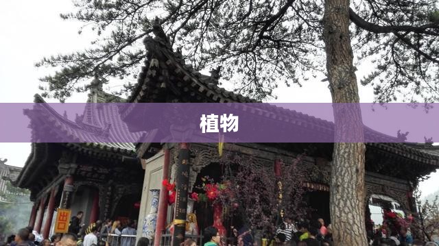 银潮谷，探寻自然之美的神秘秘境之旅