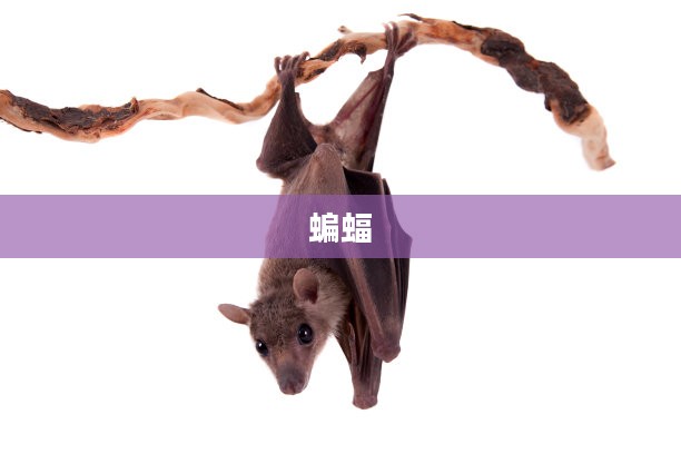 蝙蝠下载工具简介与特点概述