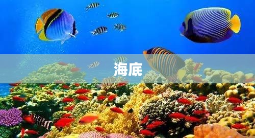 捕鱼达人之海底寻宝攻略，全面解析海底捞秘籍
