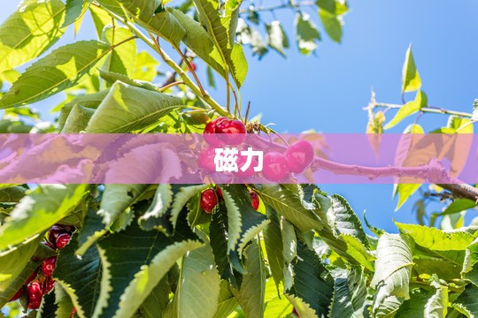 樱桃BT磁力天堂，磁力链接资源探索平台简介