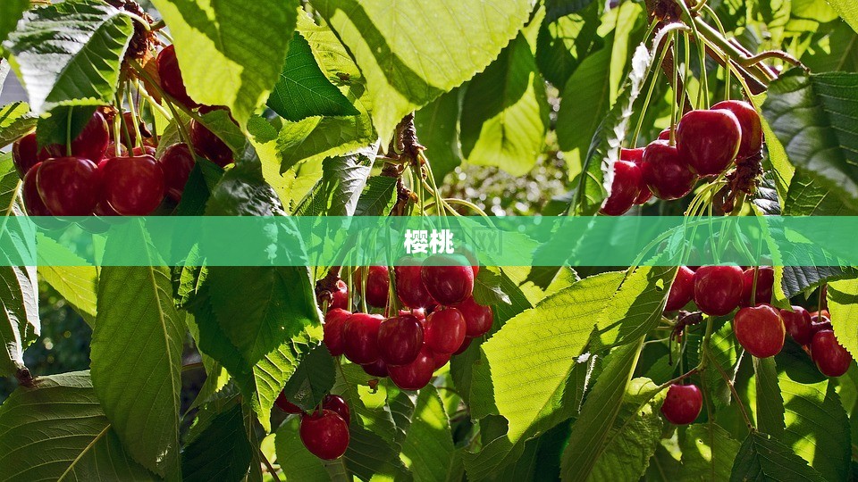 樱桃BT磁力天堂，磁力链接资源探索平台概览