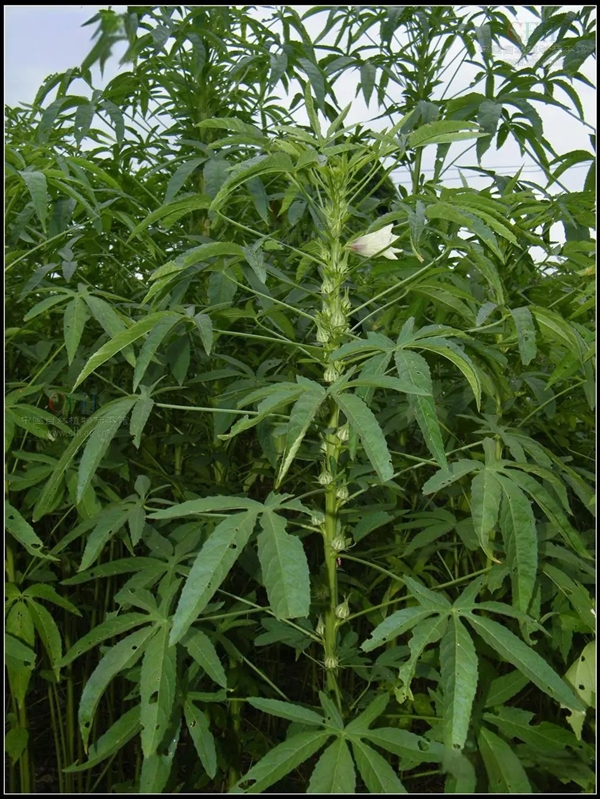 槿麻、苎麻、苘麻:没有更难认 只有最难认!