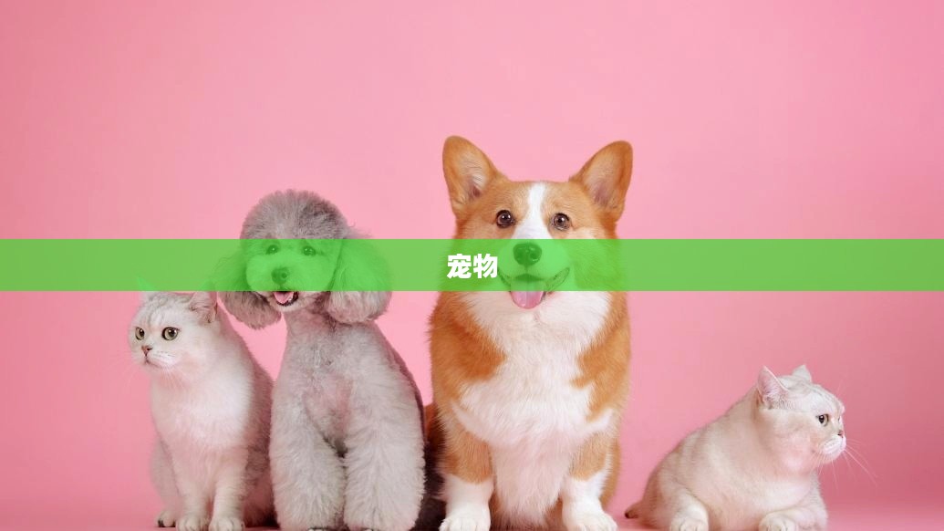 宠物经济火热与沪指微跌，股市与宠物行业的对比观察