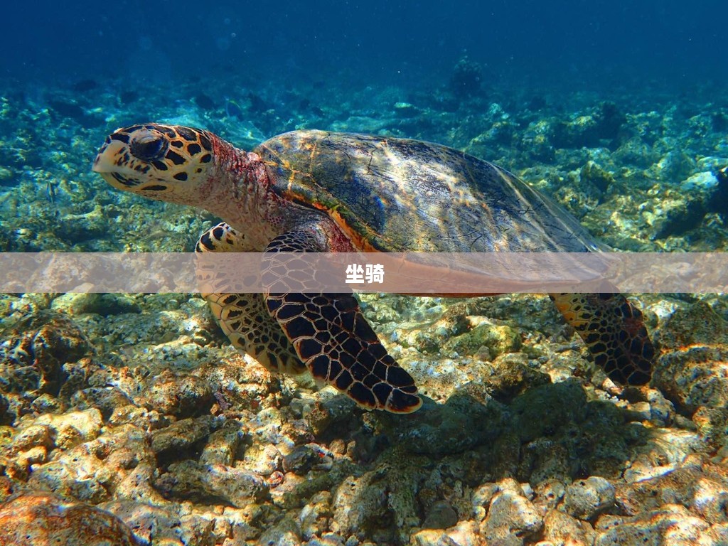 海龟坐骑垂钓秘籍,掌握钓鱼技巧,轻松捕获心仪鱼类! 海龟坐骑垂钓秘籍,掌握钓鱼技巧,轻松捕获心仪鱼类!