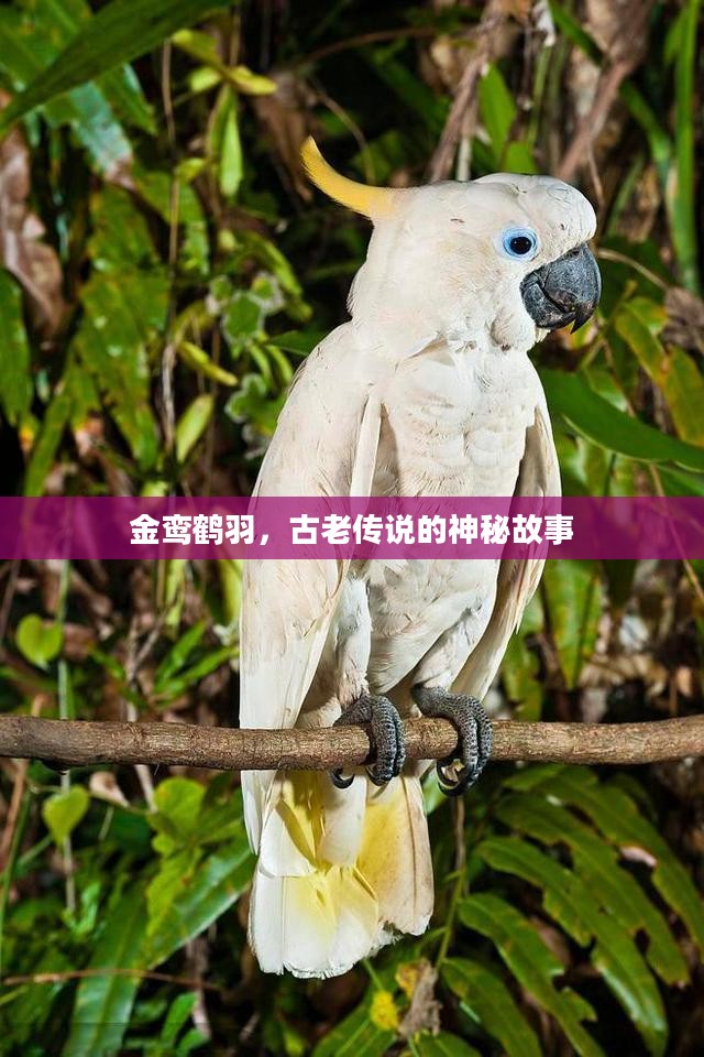 金鸾鹤羽,古老传说的神秘故事 金鸾鹤羽,古老传说的神秘故事
