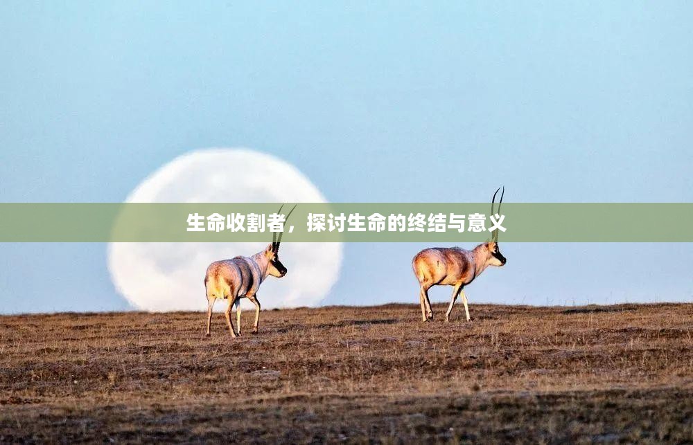 生命终结与意义的探讨，生命收割者的视角
