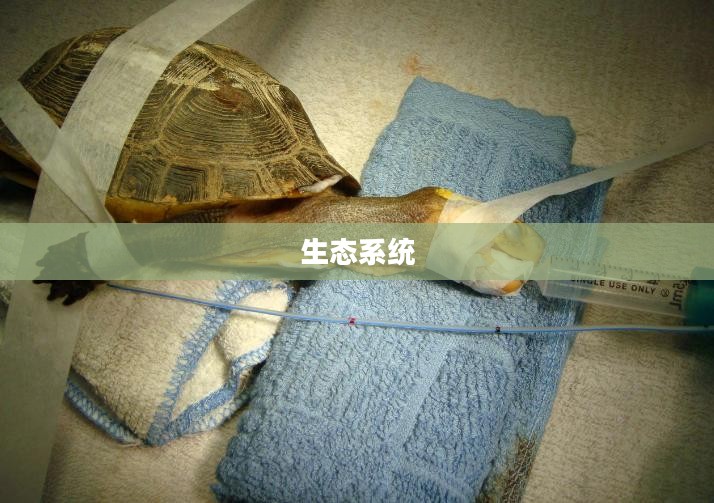 生命收割者，探讨生命的终结与意义