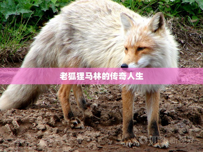 老狐狸马林的传奇人生，一生精彩瞬间回顾