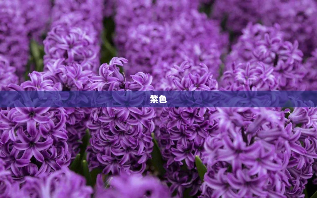 紫色始祖幼龙的神秘起源揭秘
