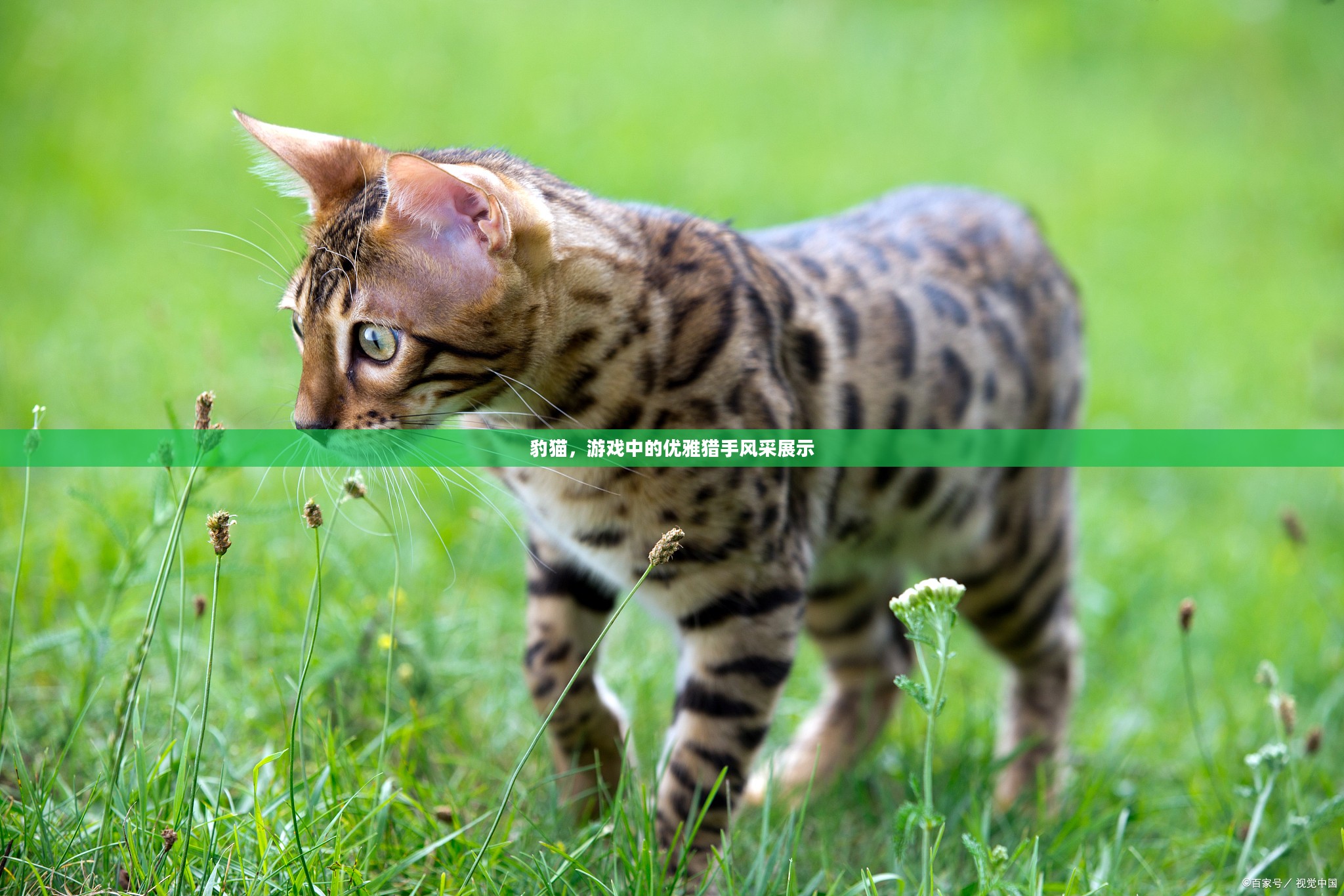 豹猫，游戏中的优雅猎手风采揭秘