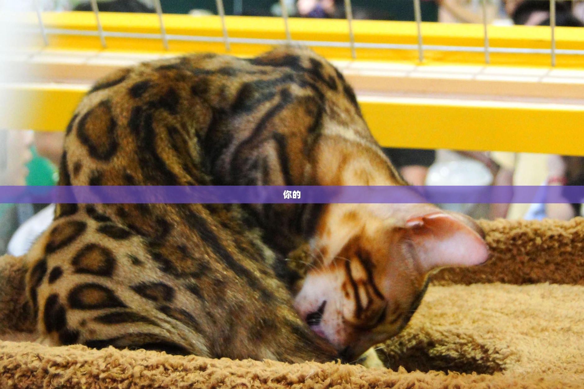 豹猫,游戏中的优雅猎手风采展示 豹猫,游戏中的优雅猎手风采展示