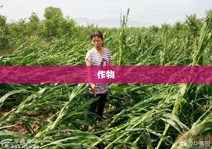 霜害对农作物生长的影响探究