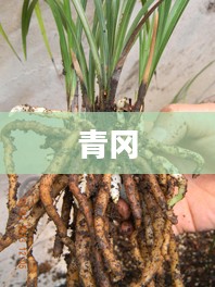 CF青刚简介揭秘，一探究竟