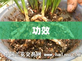 CF青刚简介,一探究竟 CF青刚简介,一探究竟