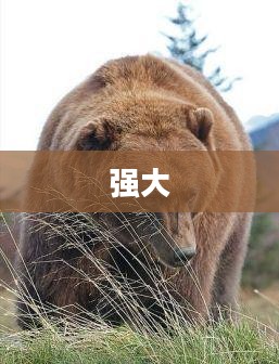 灰熊精英，森林霸主之风采