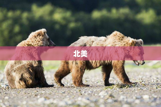 灰熊精英，森林巨无霸的霸主风采