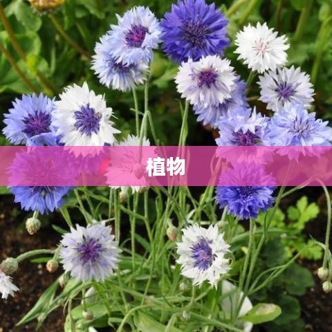 布布花，自然魅力与园艺新星的闪耀之旅
