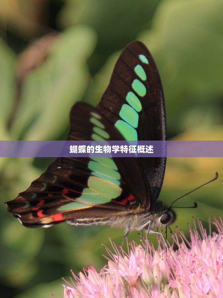 蝴蝶的生物学特征概述 蝴蝶的生物学特征概述