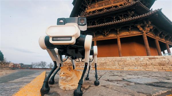 千年木塔下的猫狗大战，谁是真正的守护者？