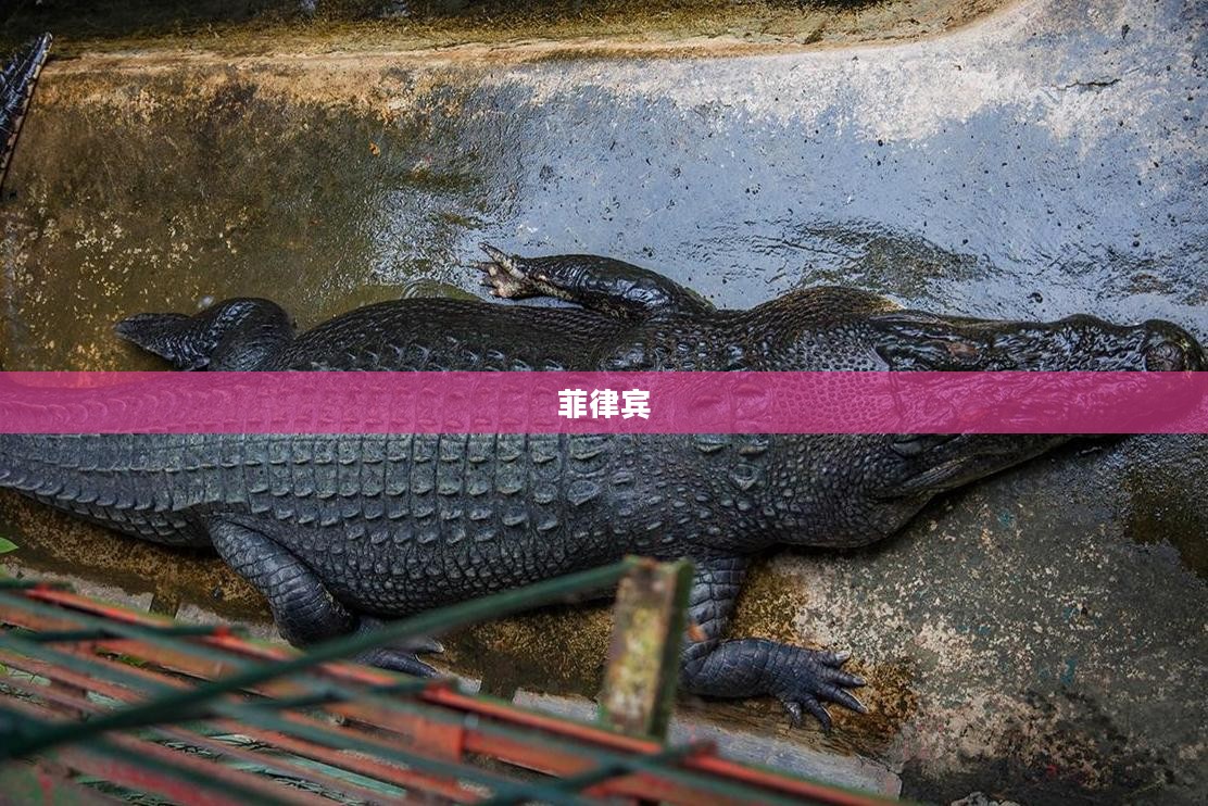 菲律宾游客误将鳄鱼当塑料雕像,目击者称其手臂和大腿受伤 菲律宾游客误将鳄鱼当塑料雕像,目击者称其手臂和大腿受伤