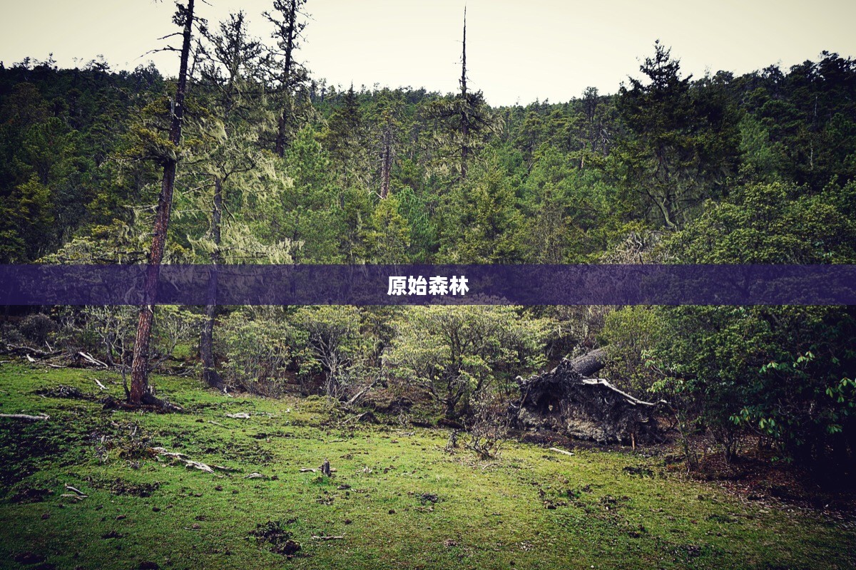 杜隆塔尔探秘之旅，神秘之地的揭秘