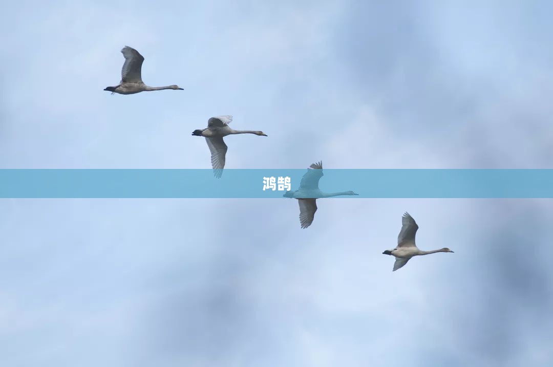 两大寿险巨头认购鸿鹄基金二期200亿元，新华保险与中国人寿各出资一半，共创金融新篇章