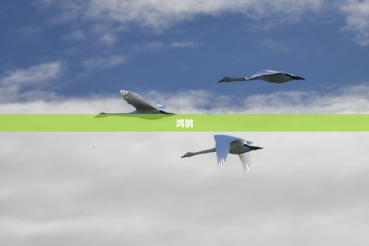 两大寿险巨头认购鸿鹄基金二期200亿元，新华保险与中国人寿各出资一半